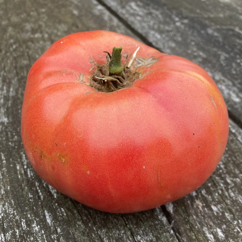 Fleischtomate "Nahuelbuta Pink"