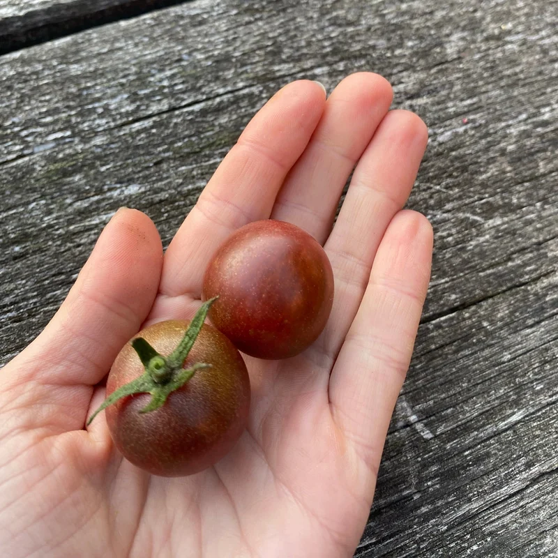 Cherrytomate "Black Cherry"
