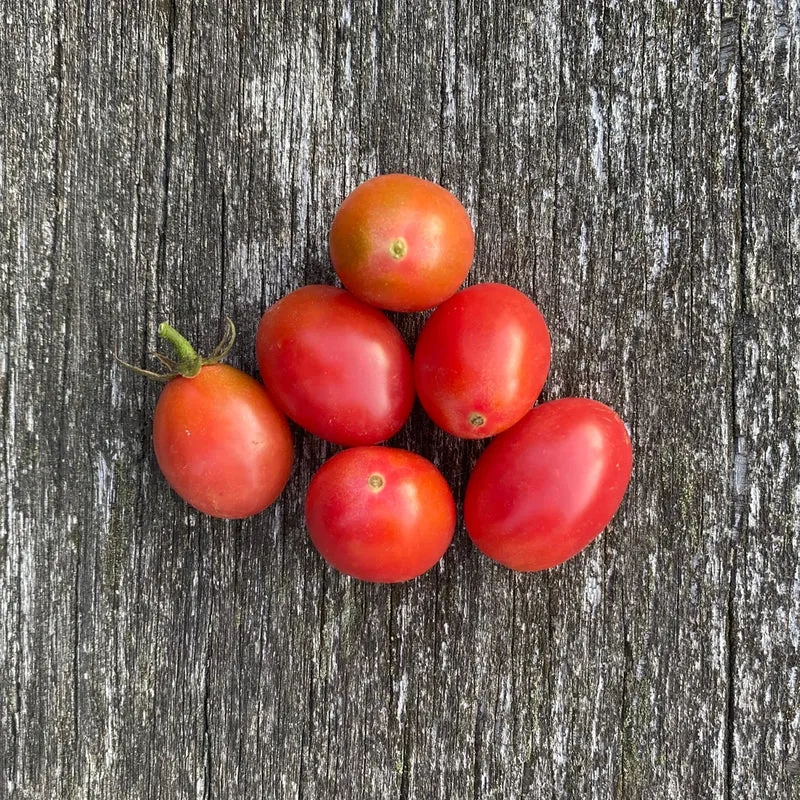 Datteltomate "Rosalita"