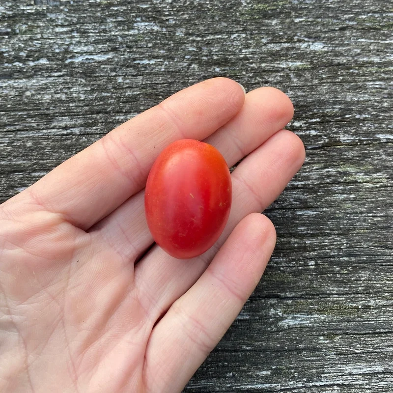 Datteltomate "Rosalita"