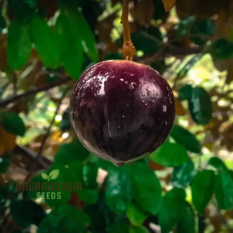 Star Apple Fruit Seeds, Harvest Heavenly Delights Star Apple Plant Seeds of Sweetness