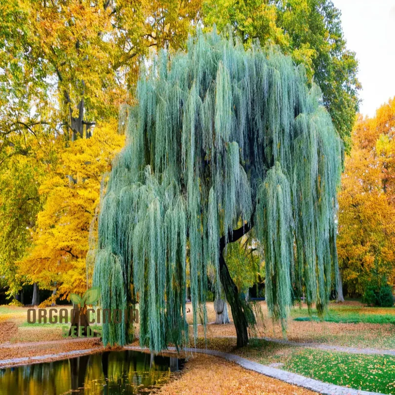 Willow Tree Seeds â€“ Elevate Your Gardening with Graceful, Flowing Trees and Lush Greenery