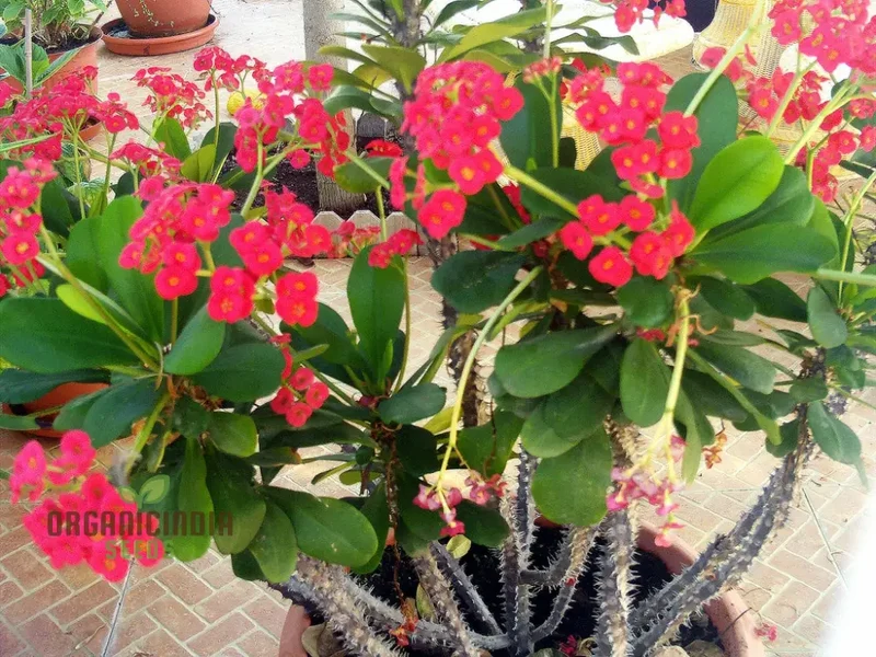Transform Your Garden Oasis: Mixed Crown of Thorns Plant Seeds for Vibrant Floral Beauty