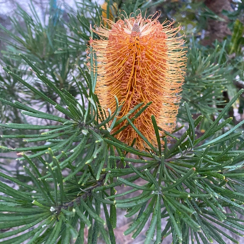 Banksia Spinulosa Plant Seeds for Planting