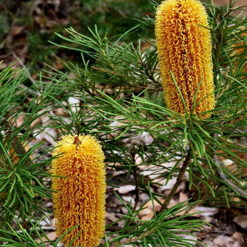 Banksia Spinulosa Plant Seeds for Planting