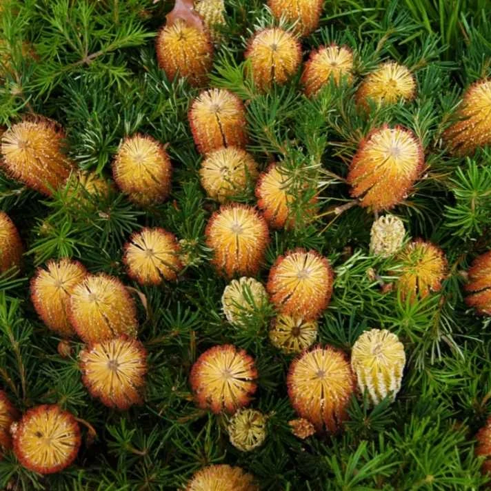 Banksia Spinulosa Plant Seeds for Planting