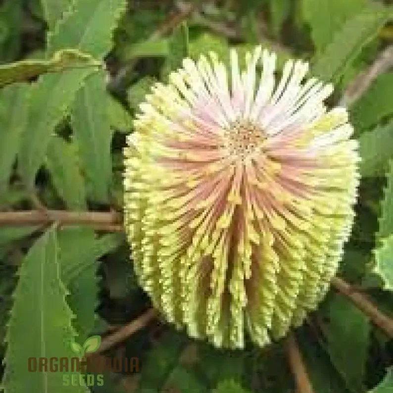 Banksia Spinulosa Plant Seeds for Planting
