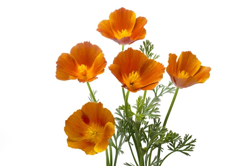 100qm Mix Kornblume + Klatschmohn und Kalifornischer Mohn