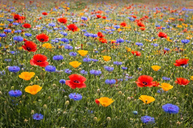 100qm Mix Kornblume + Klatschmohn und Kalifornischer Mohn