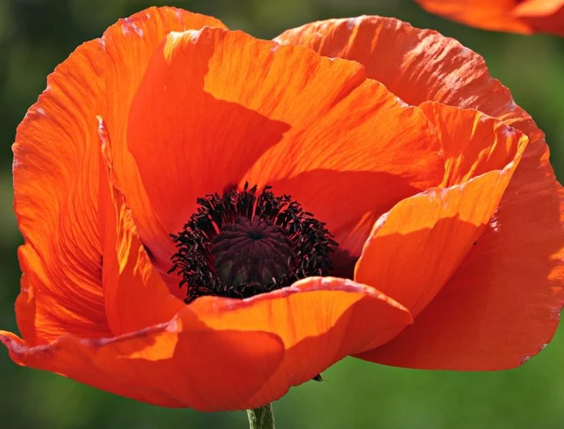 100 qm Mix Kornblume + Klatschmohn und Wiesenmargerite