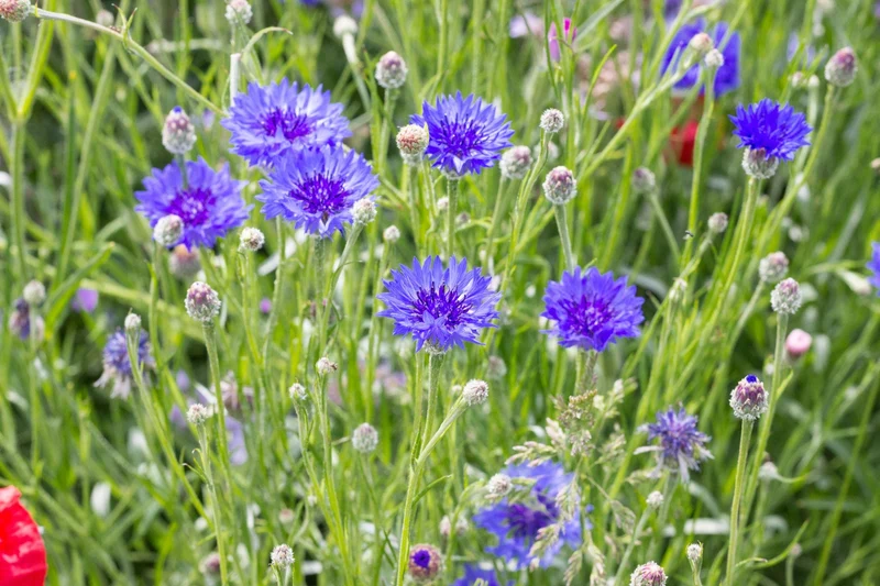 100 qm Mix Kornblume + Klatschmohn und Wiesenmargerite