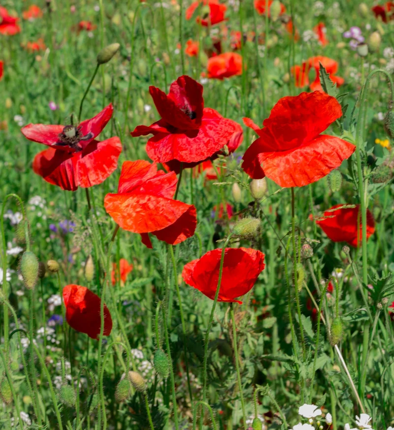 100 qm Mix Kornblume + Klatschmohn und Wiesenmargerite