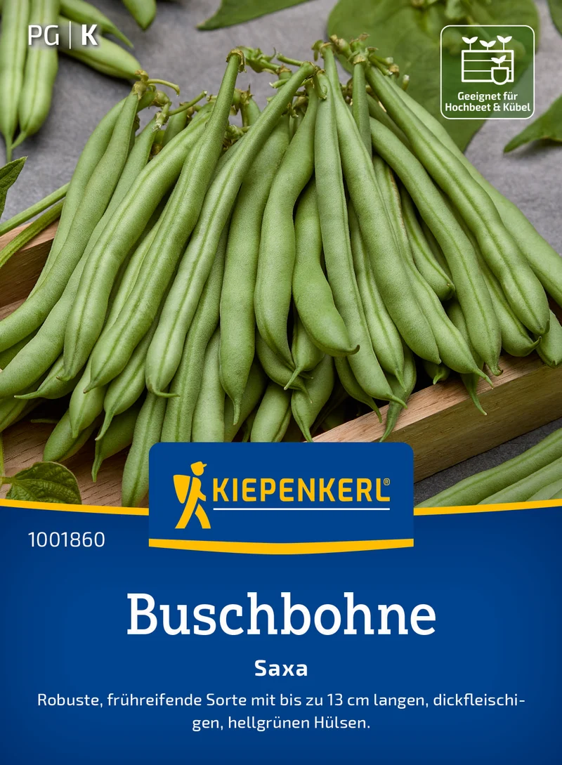Buschbohne Saxa Saatgut