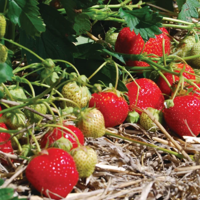 Strawberry Roots: Elsanta