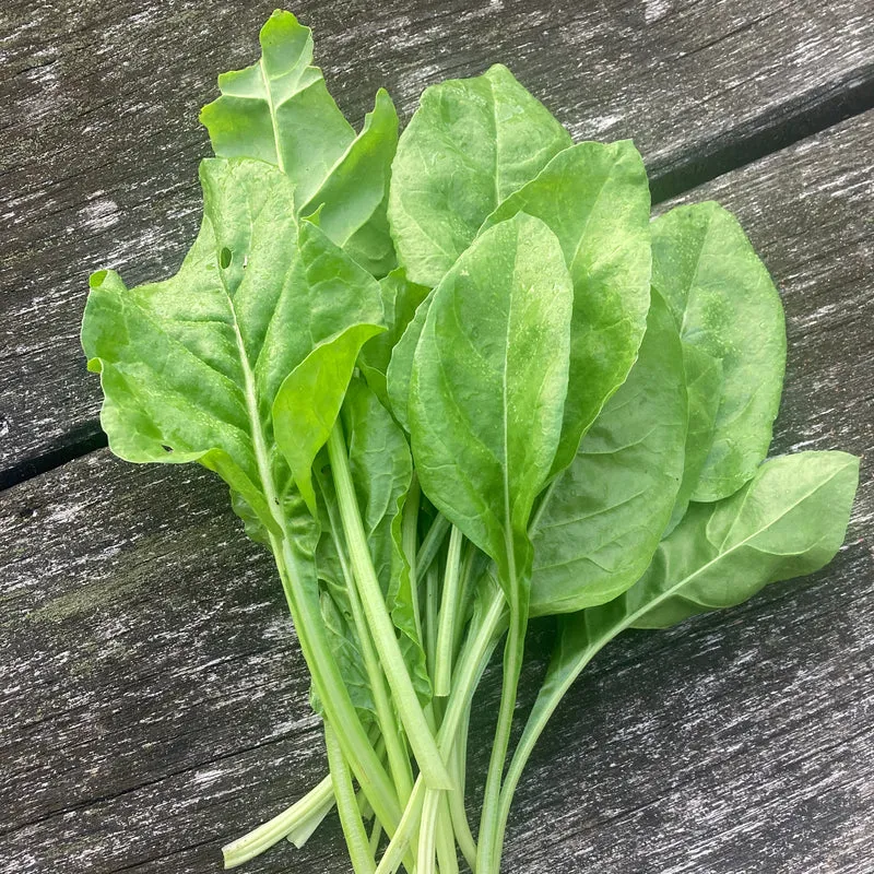 Ewiger Spinat "Perpetual Spinach"
