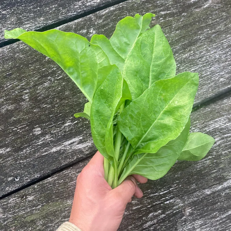 Ewiger Spinat "Perpetual Spinach"