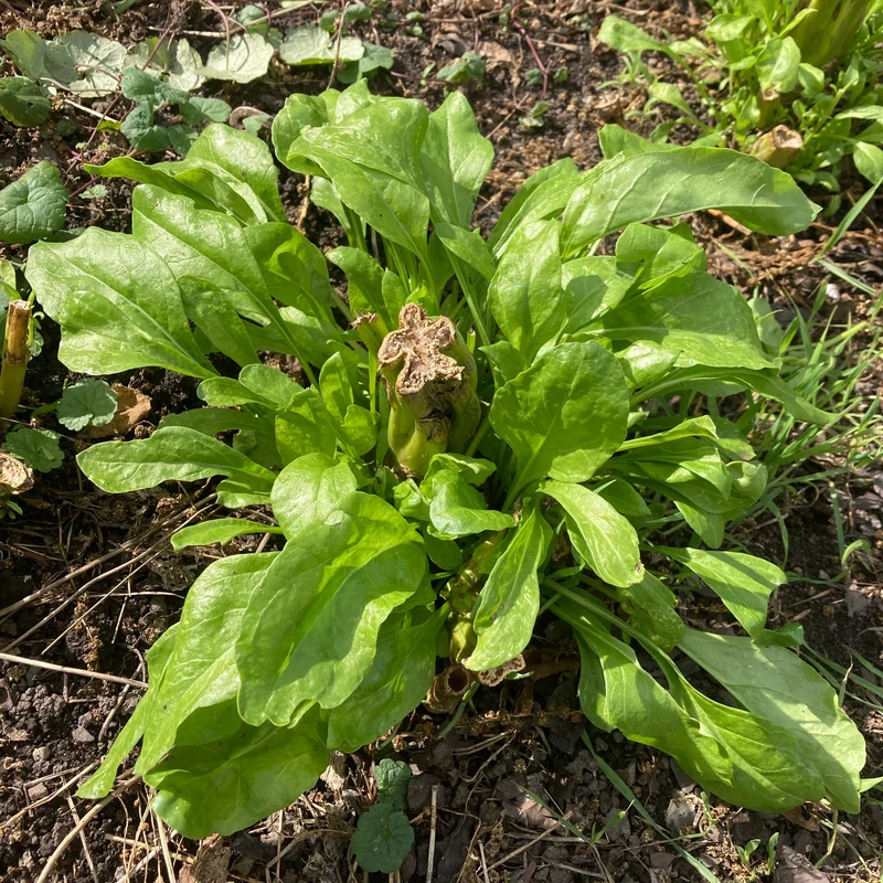 Ewiger Spinat "Perpetual Spinach"
