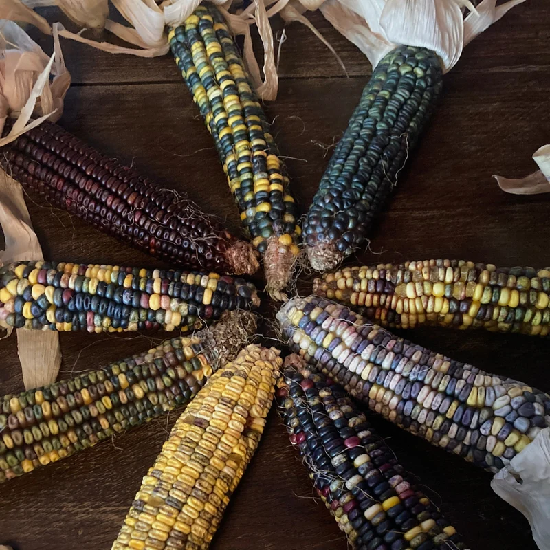 Mais "Caleidoscopic Corn" (Grex / Population)