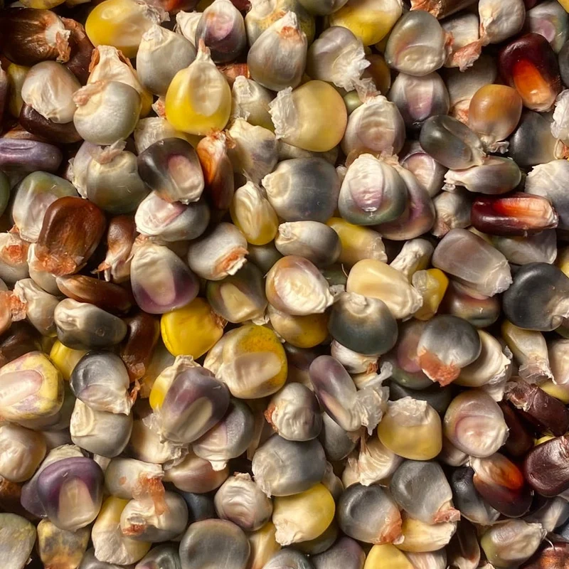 Mais "Caleidoscopic Corn" (Grex / Population)