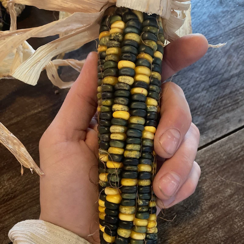 Mais "Caleidoscopic Corn" (Grex / Population)