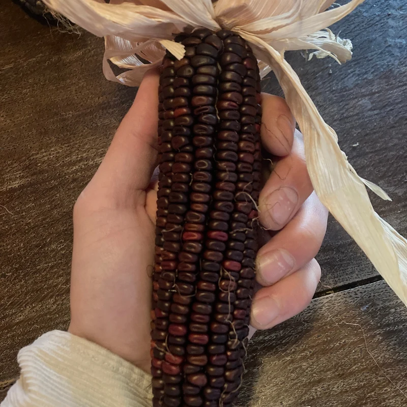 Mais "Caleidoscopic Corn" (Grex / Population)