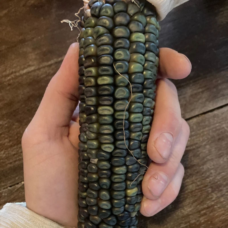 Mais "Caleidoscopic Corn" (Grex / Population)