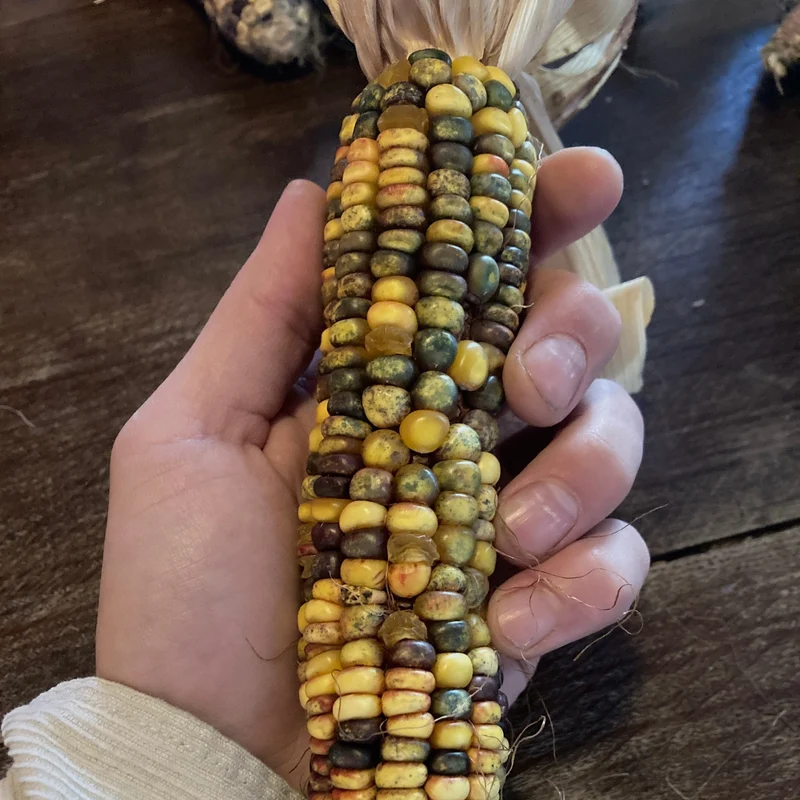 Mais "Caleidoscopic Corn" (Grex / Population)