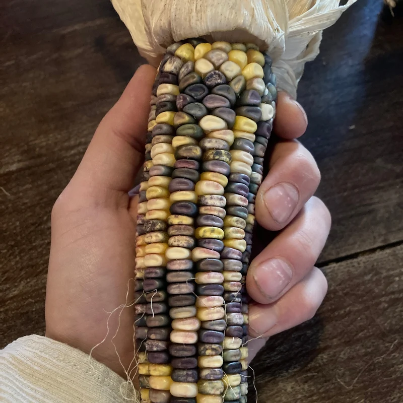 Mais "Caleidoscopic Corn" (Grex / Population)