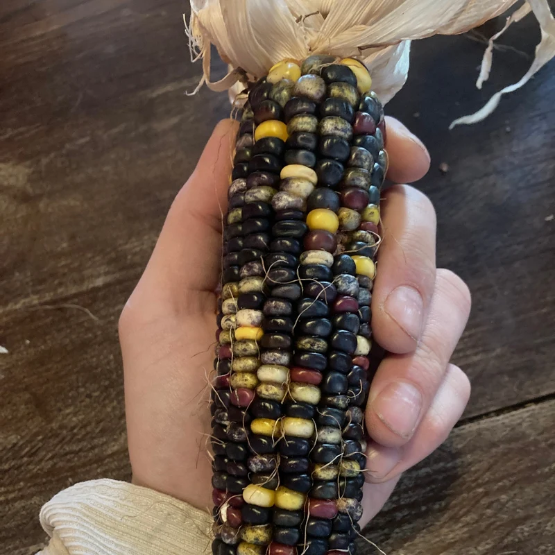 Mais "Caleidoscopic Corn" (Grex / Population)