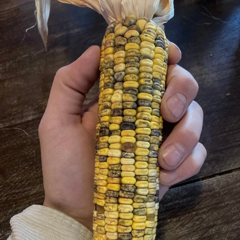 Mais "Caleidoscopic Corn" (Grex / Population)