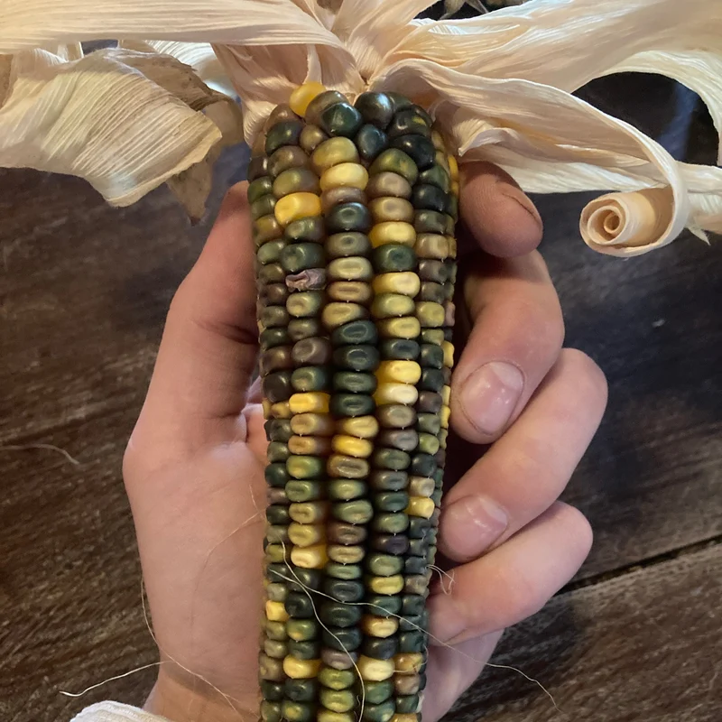 Mais "Caleidoscopic Corn" (Grex / Population)