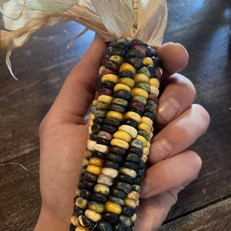 Mais "Caleidoscopic Corn" (Grex / Population)