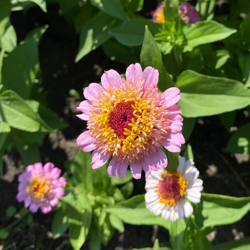 Zinnie "Lilac"