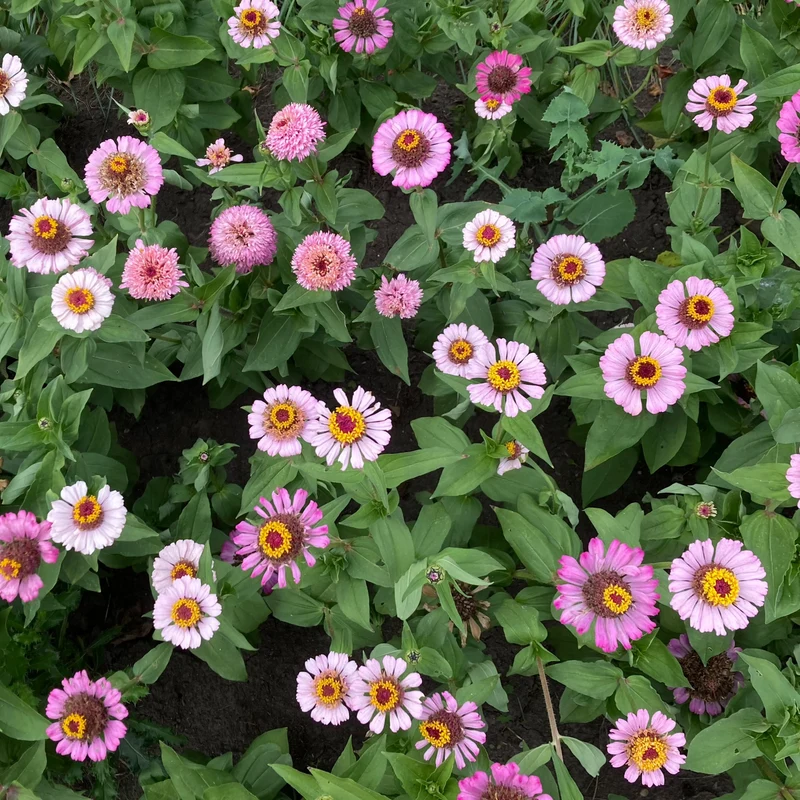 Zinnie "Lilac"