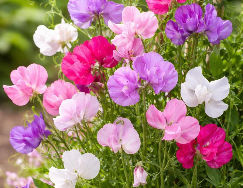 30 Samen Duftwicke - Lathyrus odoratus