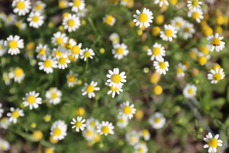 3000 Samen Teppich-Kamille/ Römische Kamille – Anthemis nobilis