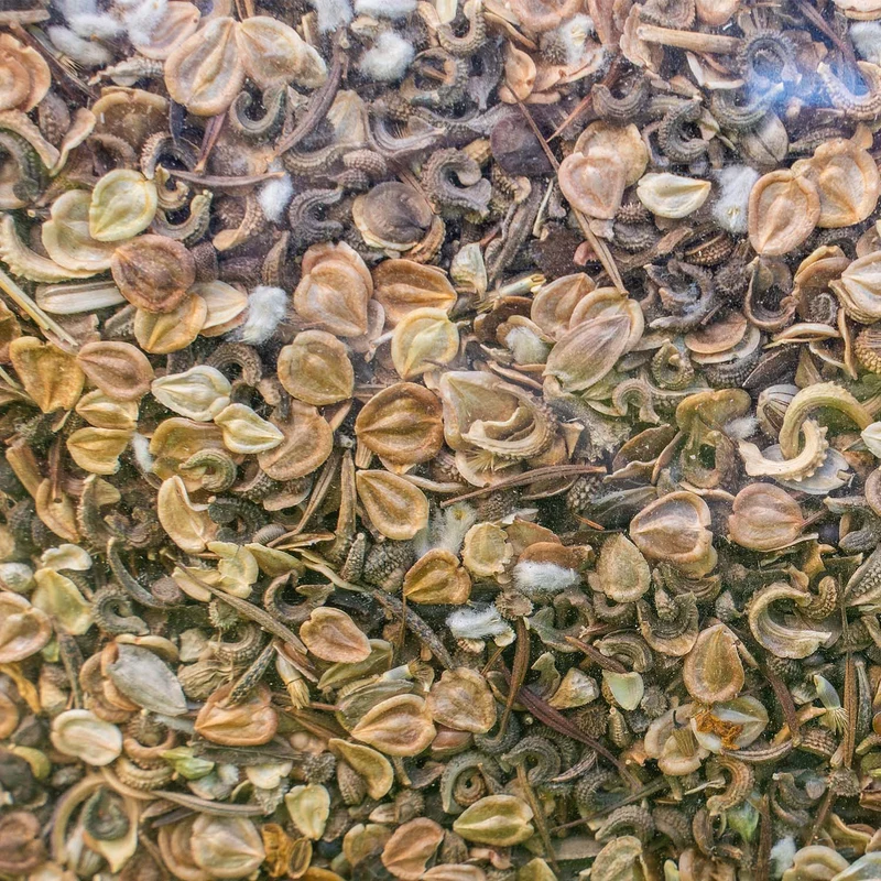 Blumensamen "Felgers Bienensommer"