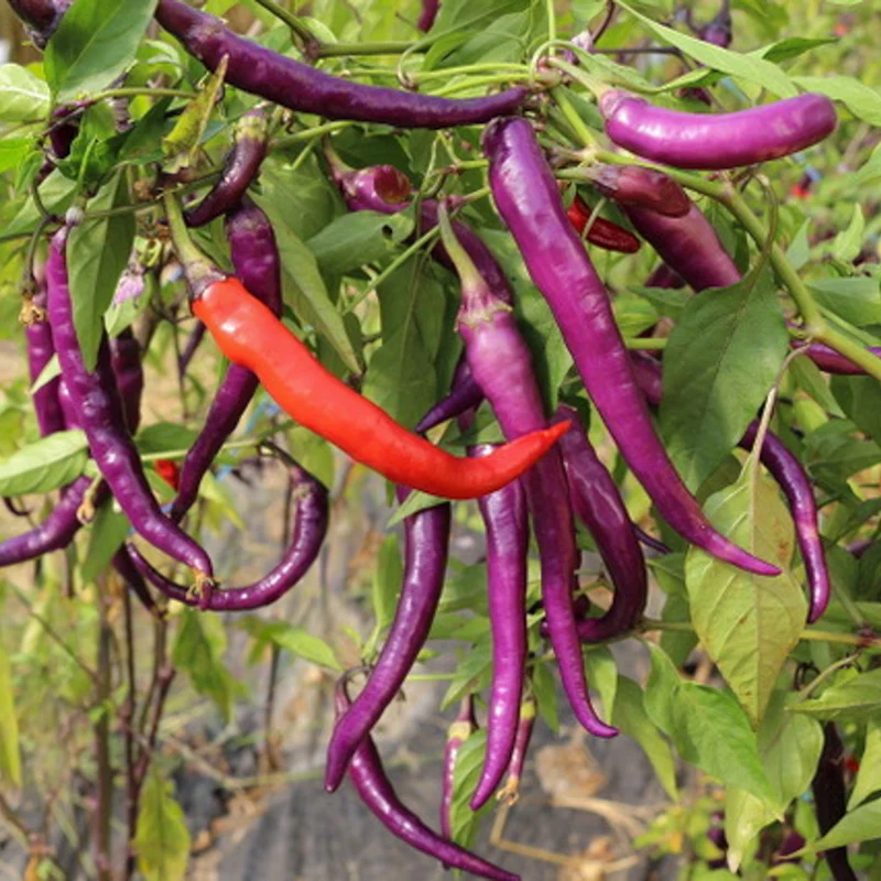 Chili - Diavoletto