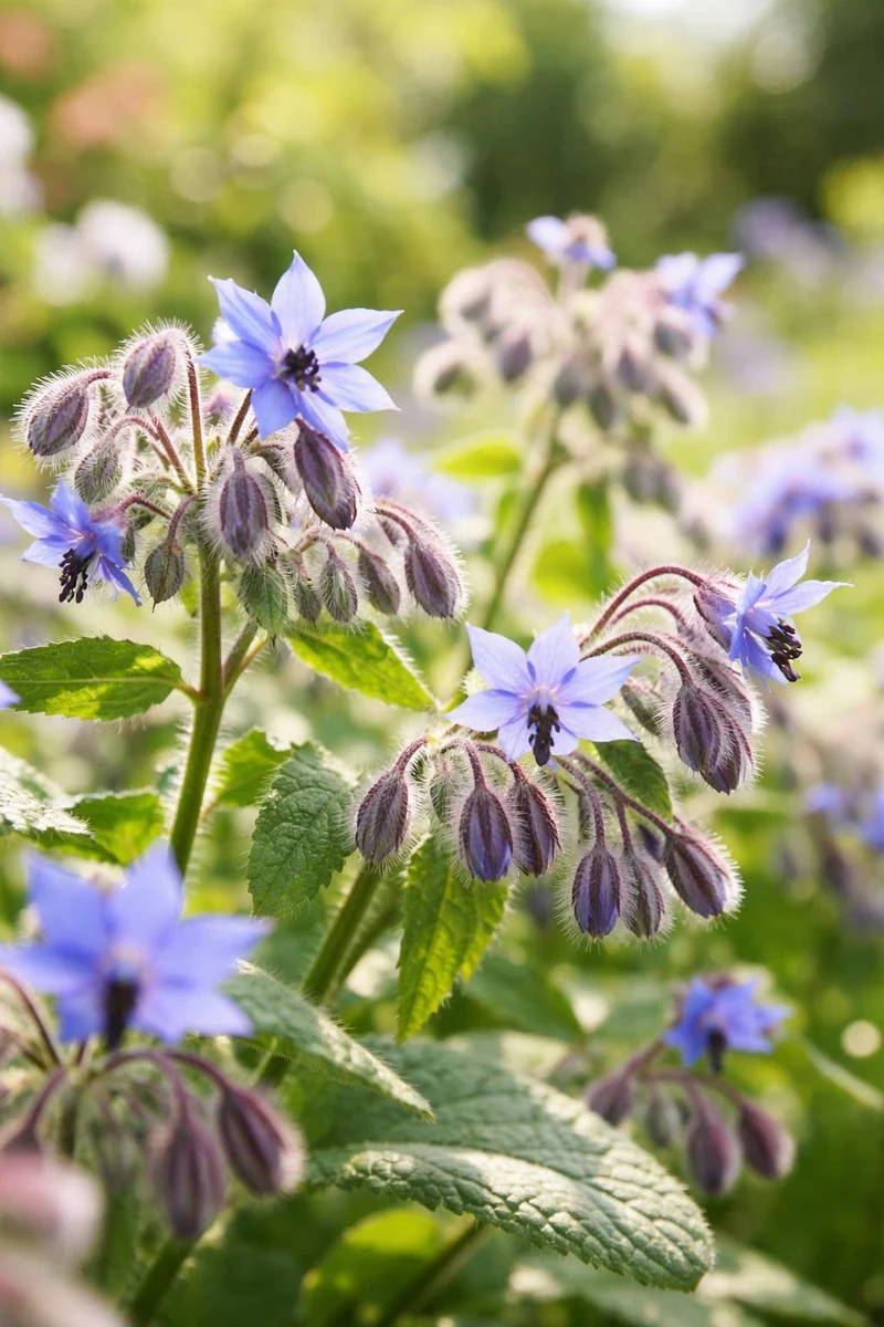 100 Samen Borretsch * Borago officinalis