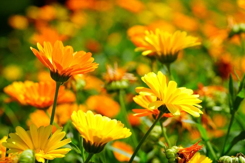 600 Samen Ringelblume Calendula officinalis Ringelblumen orange