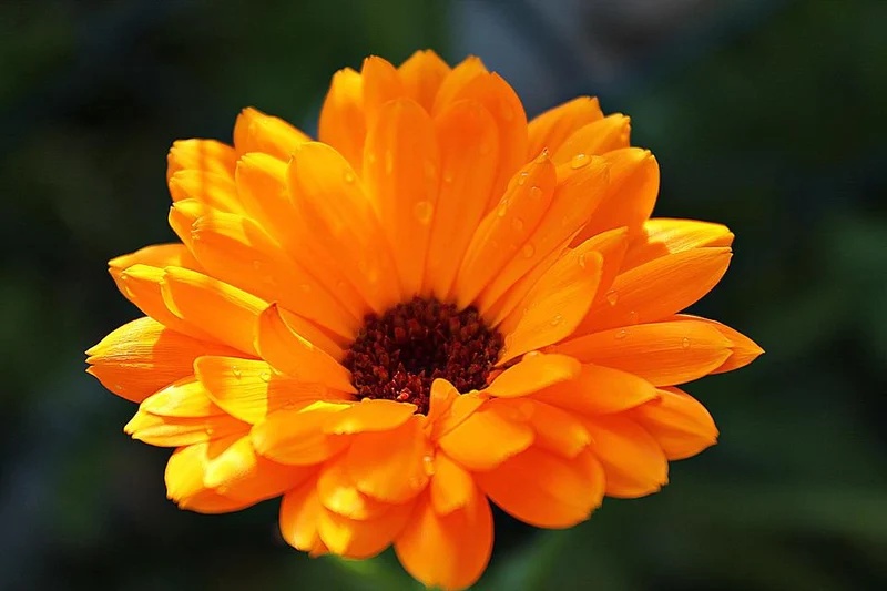 Blumensamenmischung "Wilde Blumen" - 6 Sorten Wildblumen