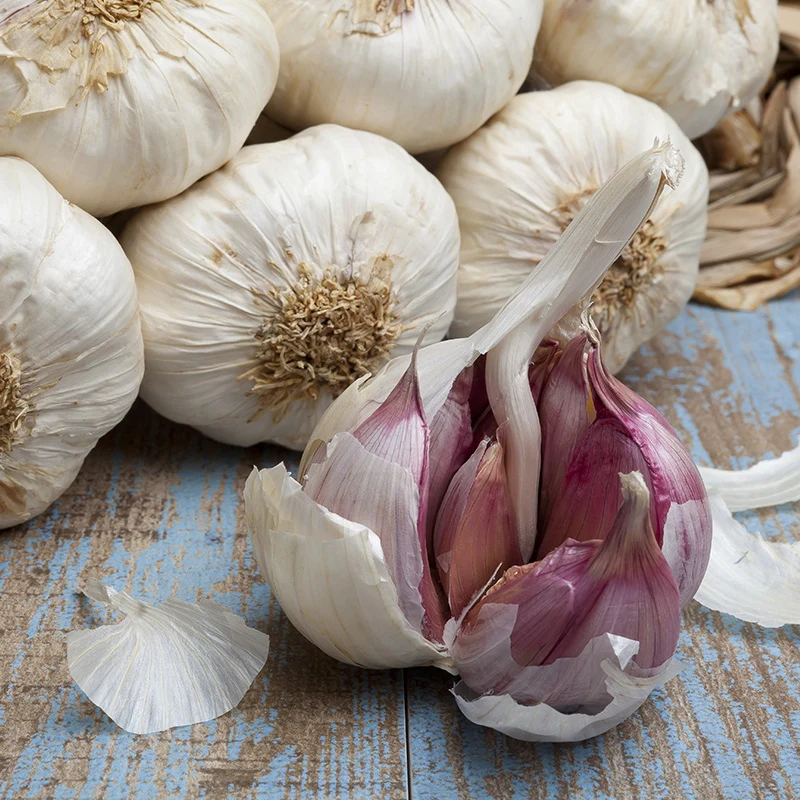 Winterknoblauch - Morado