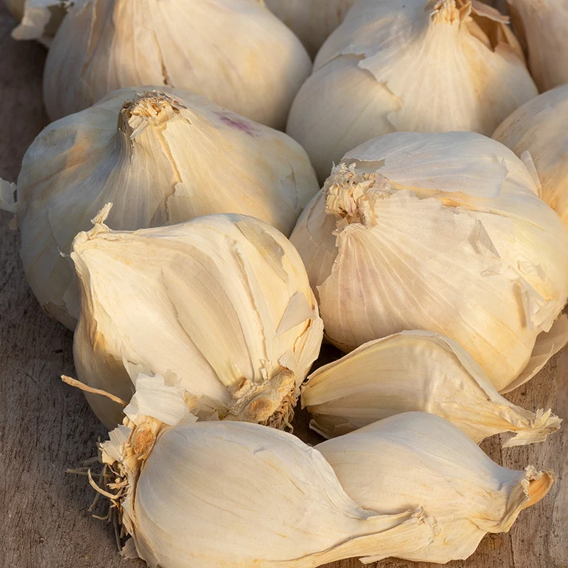 Winterknoblauch - Messidor