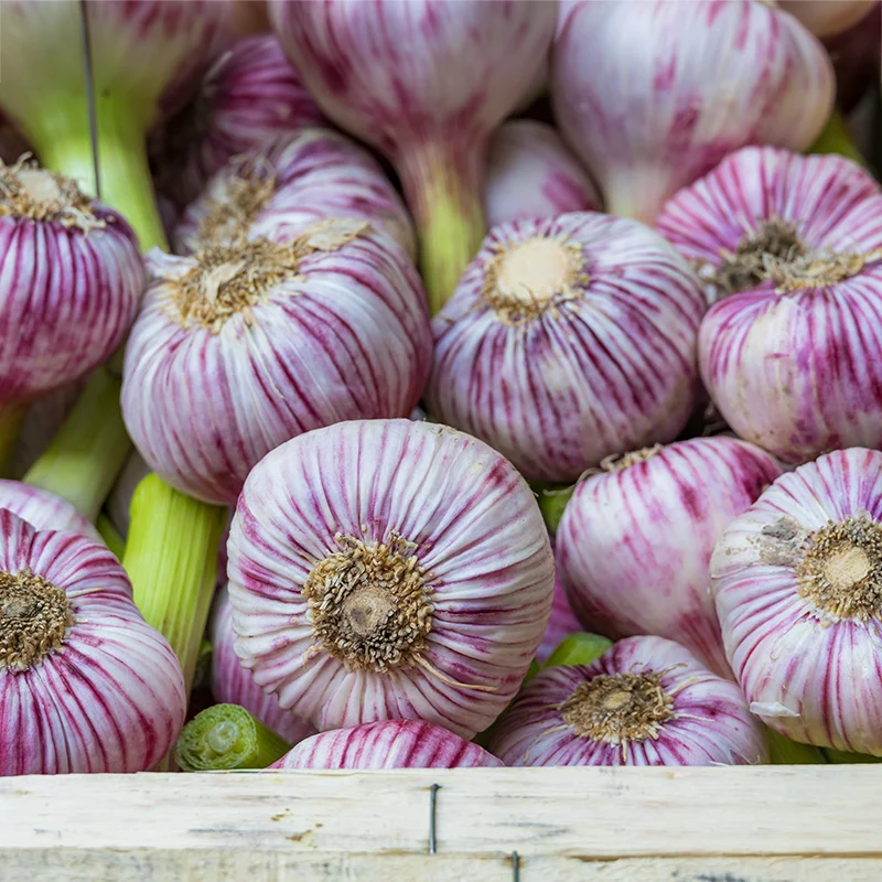 Winterknoblauch - Germidoure