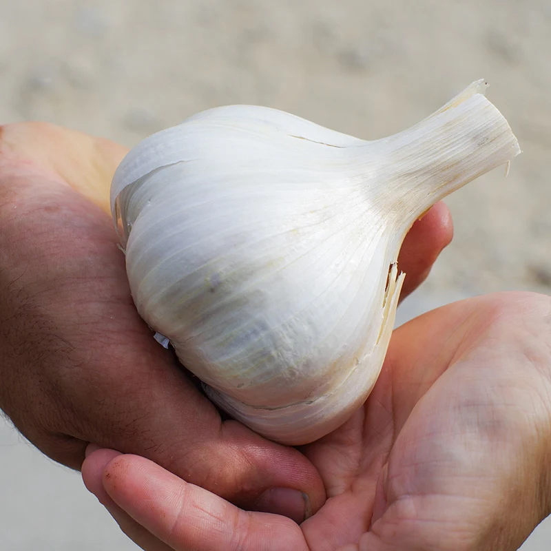 Elefantenknoblauch