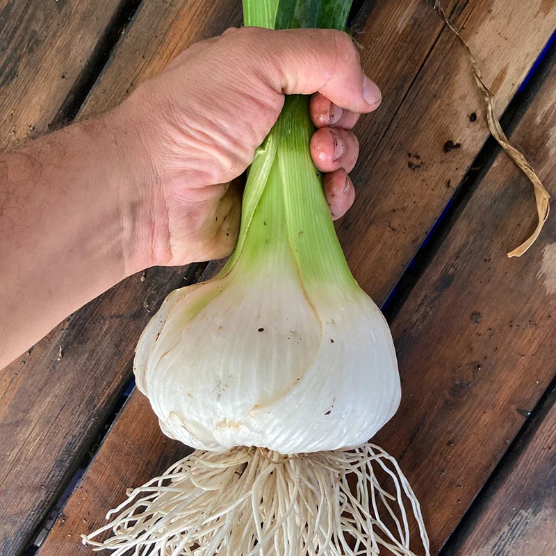 Elefantenknoblauch