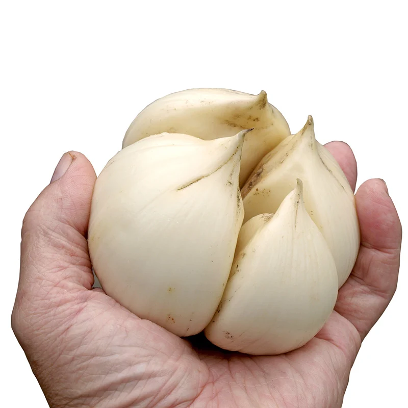Elefantenknoblauch