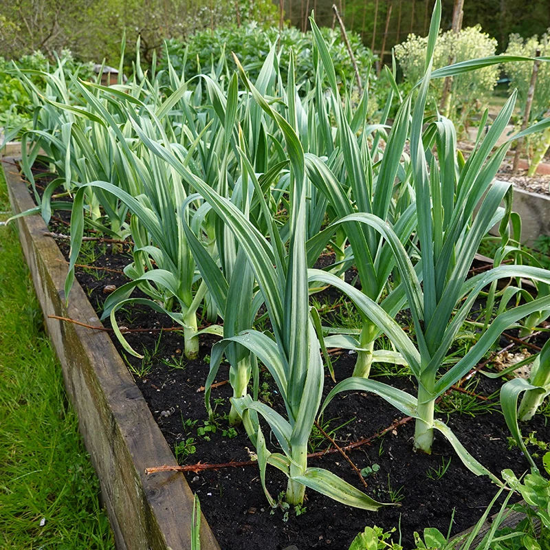 Elefantenknoblauch