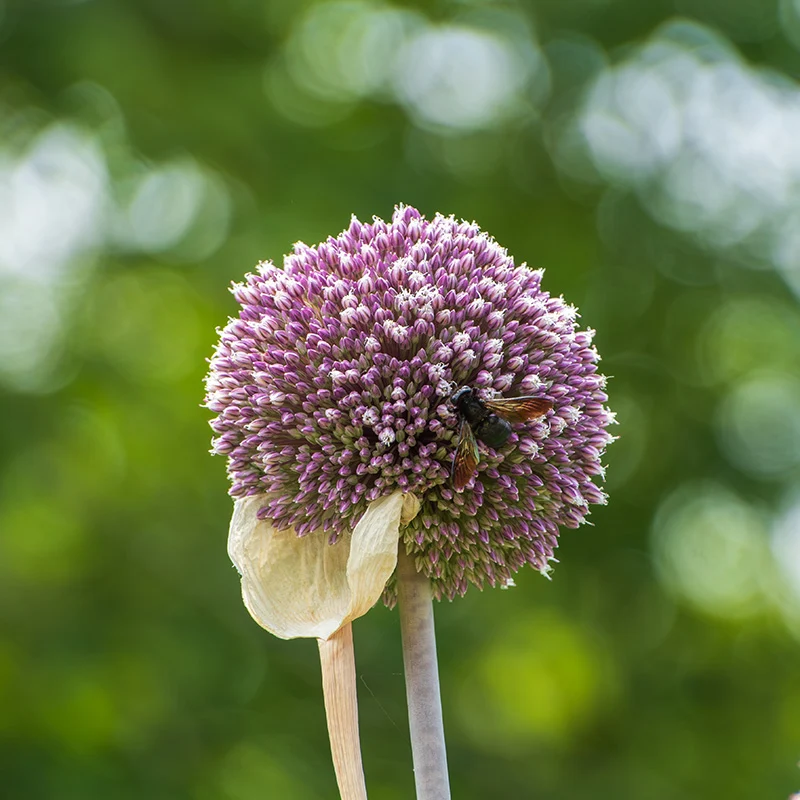 Elefantenknoblauch
