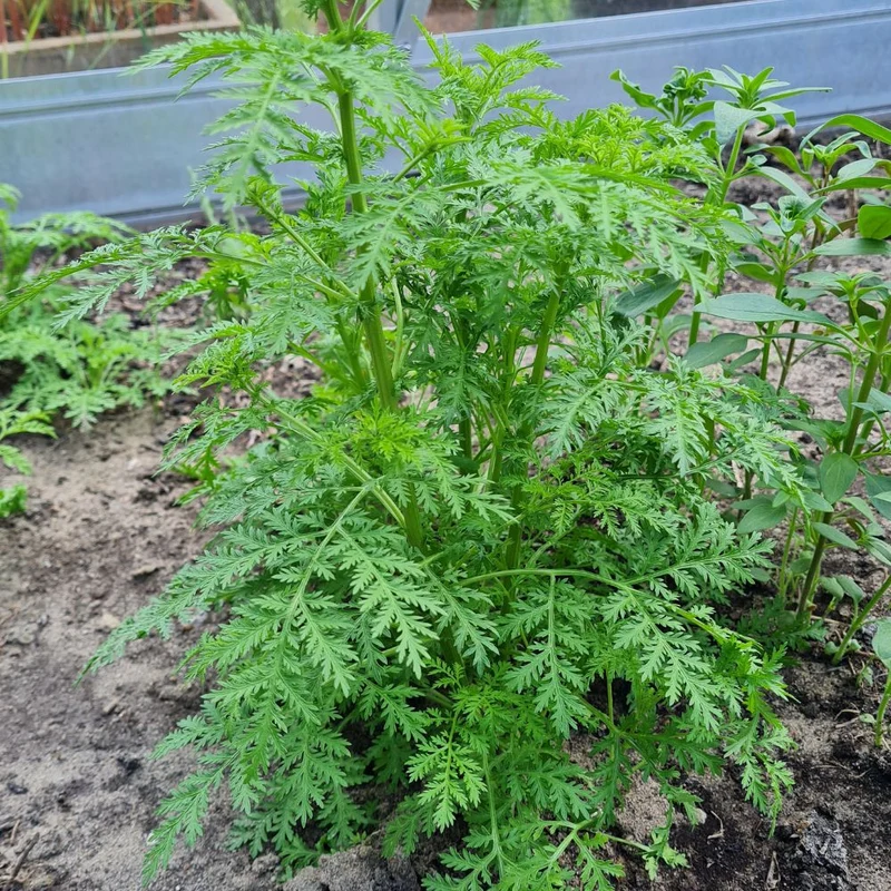 Saatgut-Set duftendes Kräuterbeet – Aromen und Farben für deinen Garten